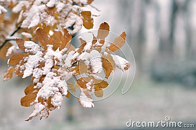 Leaf covered with snow Stock Photo