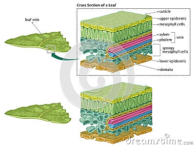 Leaf cross section Vector Illustration