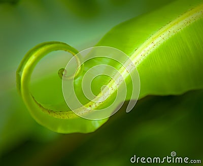 Leaf curl Stock Photo