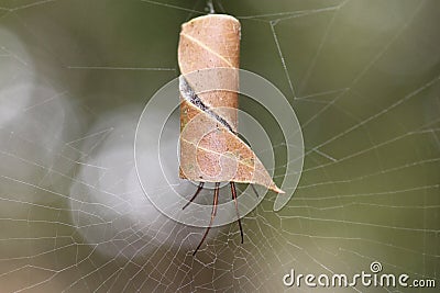 Leaf-curling Australian spider in curled leaf at spiderweb Stock Photo