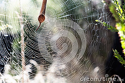 Leaf curling spider peeking from his home in the middle of large web. Stock Photo