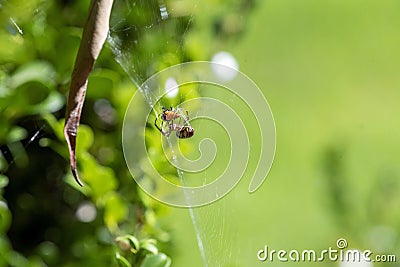 Leaf-Curling Spider (Phonognatha graeffei) catches prey in the web in Sydney Stock Photo