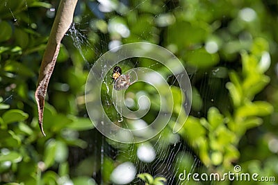 Leaf-Curling Spider (Phonognatha graeffei) catches prey in the web in Sydney Stock Photo