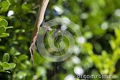 Leaf-Curling Spider (Phonognatha graeffei) catches prey in the web in Sydney Stock Photo