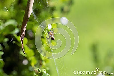 Leaf-Curling Spider (Phonognatha graeffei) catches prey in the web in Sydney Stock Photo
