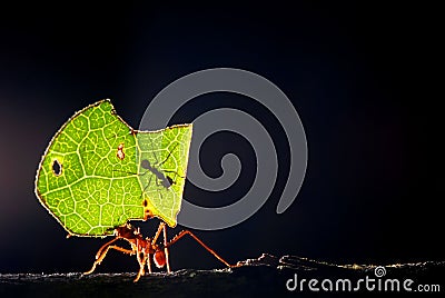 Leaf cutter ant Stock Photo