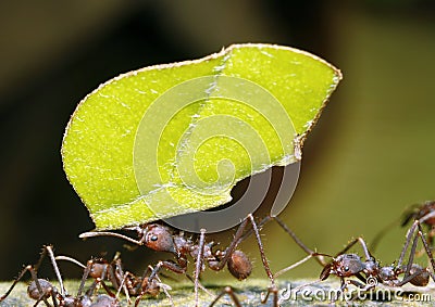 Leaf Cutter Ant Stock Photo