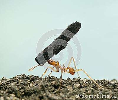 Leaf-cutter ant, Acromyrmex octospinosus Stock Photo