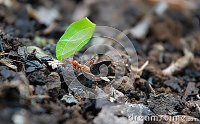 Leaf cutter ant Stock Photo