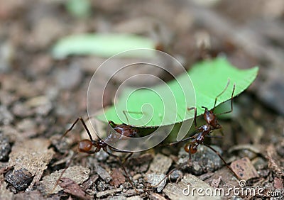 Leaf Cutter Ants Stock Photo