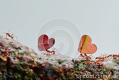 Leaf cutter ants at work Stock Photo