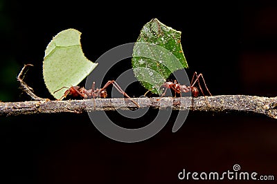 Leaf cutter ants, carrying leaf, black background. Stock Photo