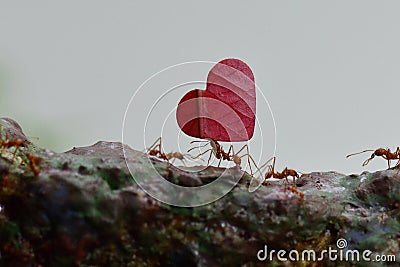 Leaf cutter ants at work Stock Photo