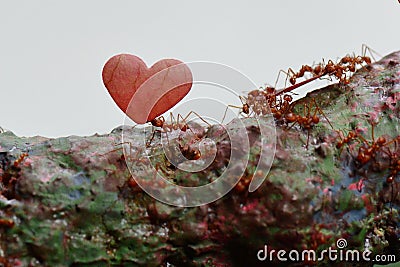 Leaf cutter ants at work Stock Photo