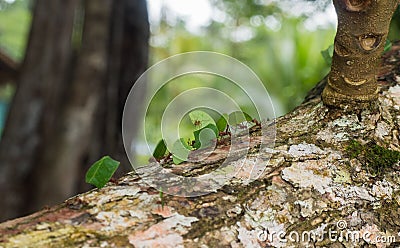 Leaf cutting ants carry a leaves over a log in Costa Rica Stock Photo