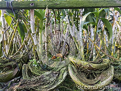 Leaf Dendrobium orchid in the garden Stock Photo