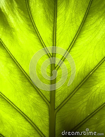 Leaf detail Stock Photo