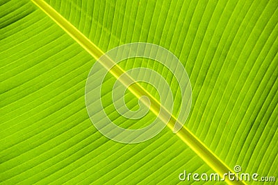 Leaf Stock Photo