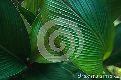 Leaf detail Dark leaves Leaf pattern In nature Stock Photo