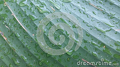 Leaf drop, natural green, gray, juicy Stock Photo