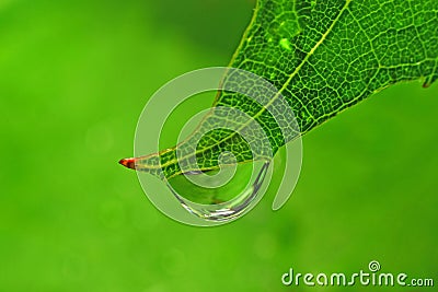 Leaf drop waterdrop raindrop dew droplet purity Stock Photo