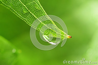 Leaf drop waterdrop raindrop dew droplet purity Stock Photo