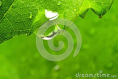 Leaf drop waterdrop raindrop dew droplet purity Stock Photo