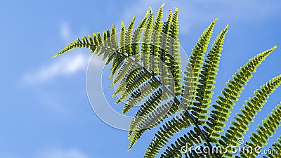 Leaf of a Eagle fern (Pteridium aquilinum) Stock Photo