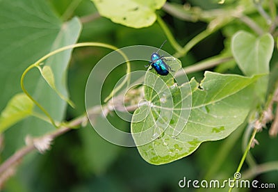 Leaf eating pests Stock Photo