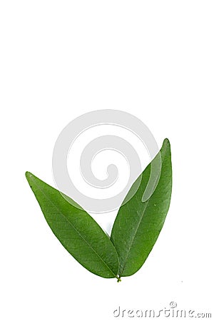 Leaf Ebony tree Close up white background in studio Stock Photo