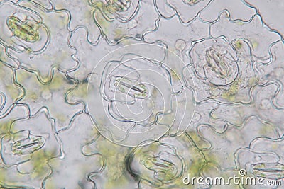 Leaf Epidermis Stomata under microscope. Stock Photo