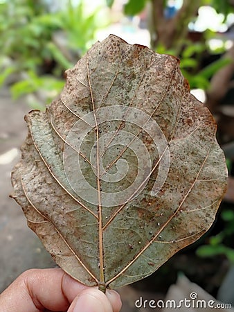 a leaf of Erythrina subumbrans is brown with a bit of dirt and wetness sticking to the leaf Stock Photo
