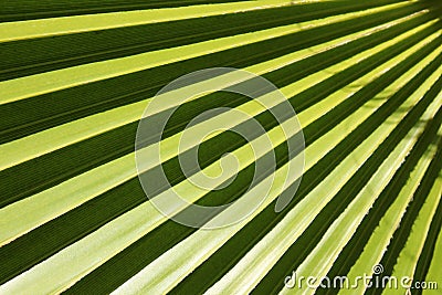 Leaf of fan palm tree with shadows. Close up. Stock Photo