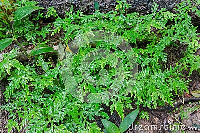 Leaf of fern shrubs,moss Stock Photo