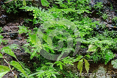 Leaf of fern shrubs,moss Stock Photo
