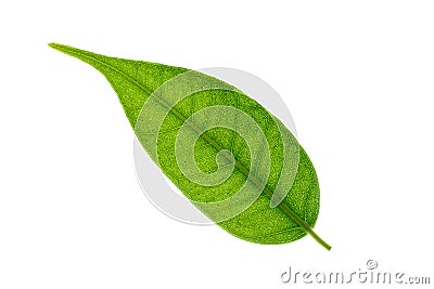 Leaf of Ficus Benjamina isolated on white background. Texture of Leaf of Ficus. Macro view of abstract Stock Photo