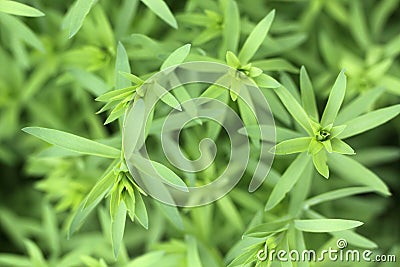 Leaf of flax plant Stock Photo