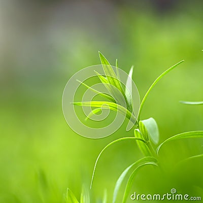 Leaf of flax plant Stock Photo