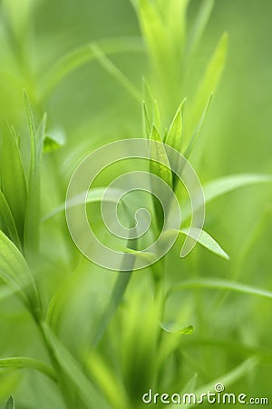 Leaf of flax plant Stock Photo