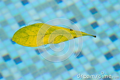 Leaf floating in pool, drifting and pulled around in a weightless space right at the surface of the swimming pool. This floating l Stock Photo