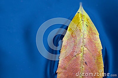 Leaf floating on water Stock Photo