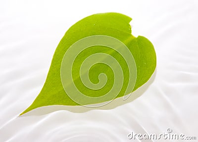 Leaf floating in water Stock Photo