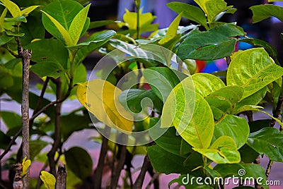 leaf flower plant photo photography Stock Photo