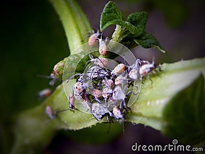 Leaf-footed bug nymphs Stock Photo