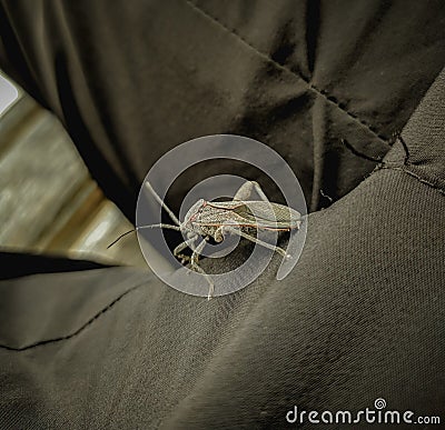 leaf footed coreidae bugs in the fabric Stock Photo