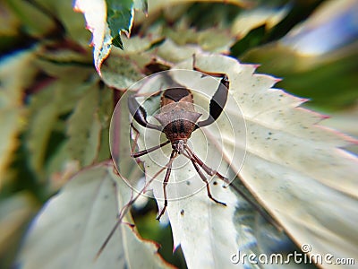 Leaf-footed lice (Family Coreidae) are a family of the Insecta Class Stock Photo