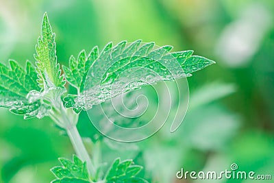 A leaf of fragrant lemon balm or mint on an indistinct background of foliage Stock Photo