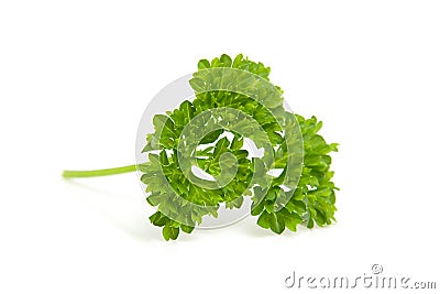 Leaf of fresh parsley Stock Photo