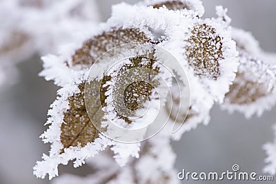 Leaf with frost and ice Stock Photo