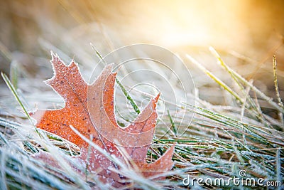 Leaf With Frost Stock Photo